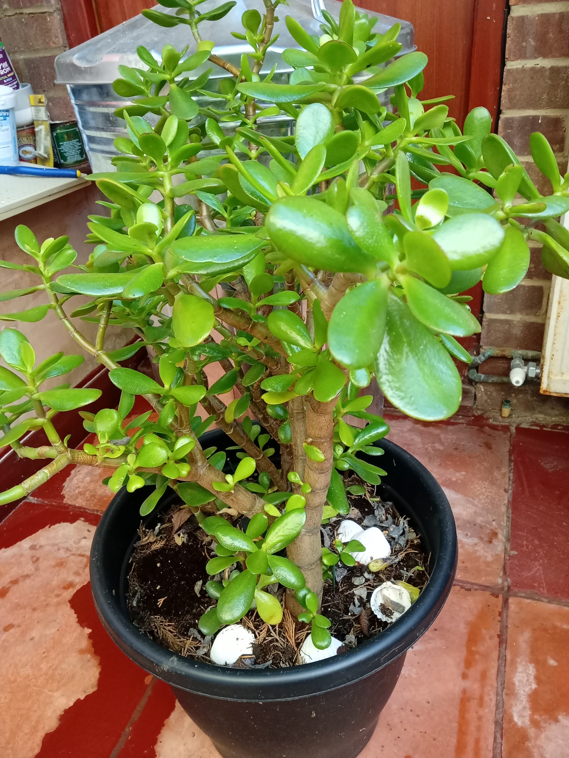 Jade Plant 